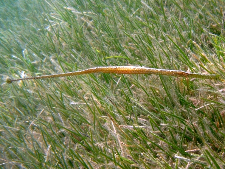 Syngnathus typhle